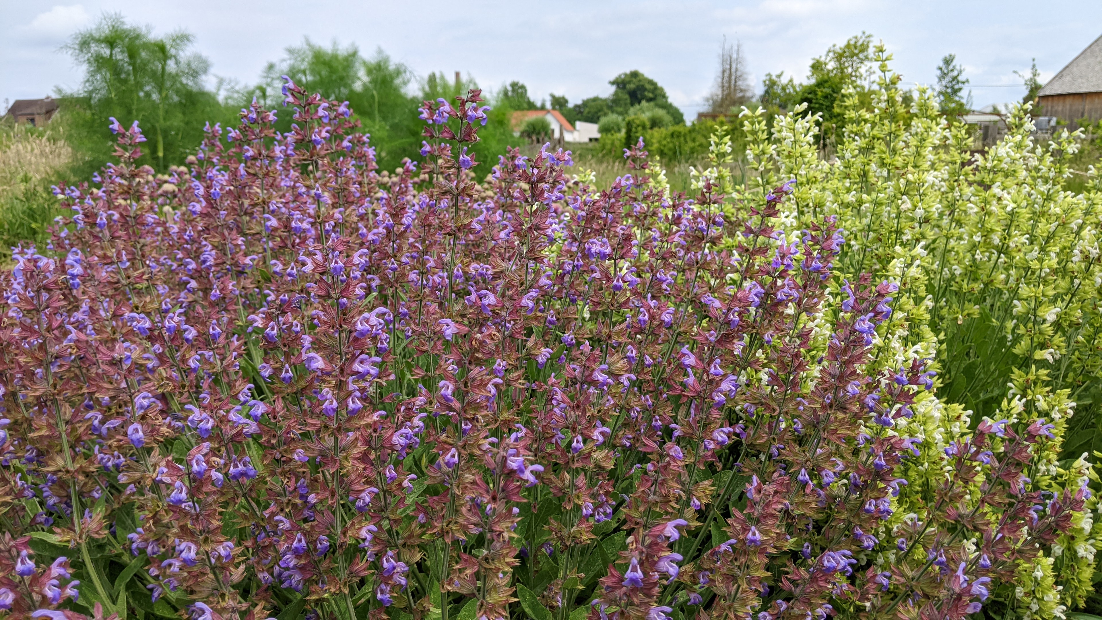 Sortie régionale de la section Hauts de France (Nord - Pas-de-Calais - Somme)  